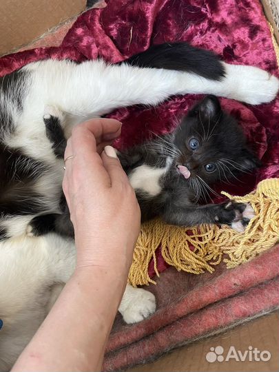 Домашние животные