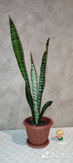 Сансевиерия