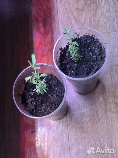 Лаванда саженцы