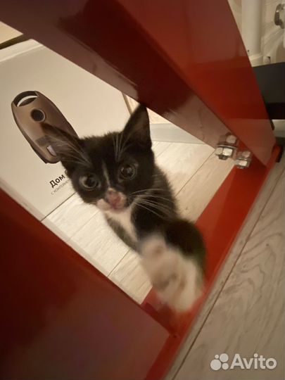 Котята в добрые руки даром 2 мес. Девочки