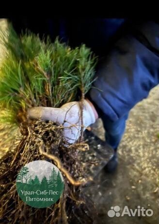 Зкс Сосна сеянцы Ели Лиственницы окс Голуб Горная