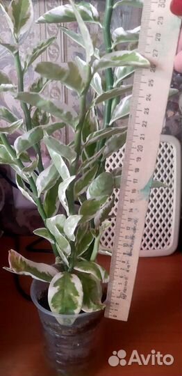 Фикус педилантус