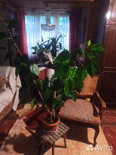 Комнатные цветы