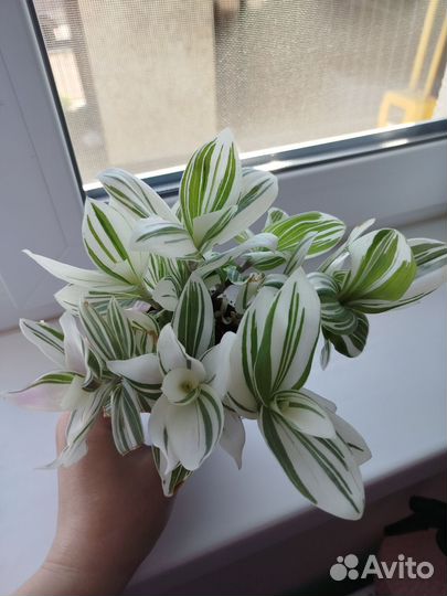 Комнатные растения