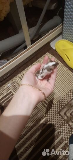 Декоративная мышь