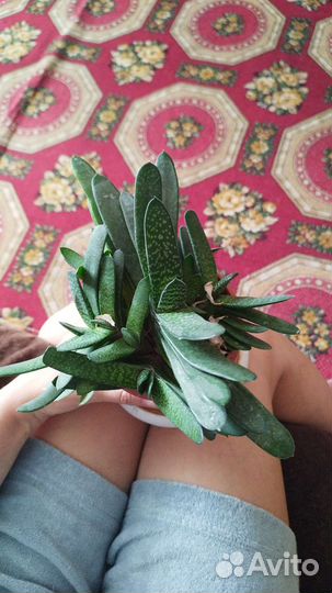 Комнатные цветы