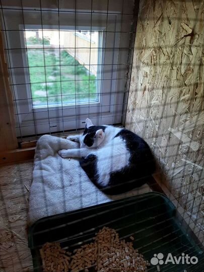 Передержка крупных собак и кошек/отель для животны