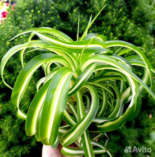 Хлорофитум кудрявый Бонни