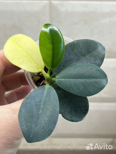 Фикус формоза вариегатный