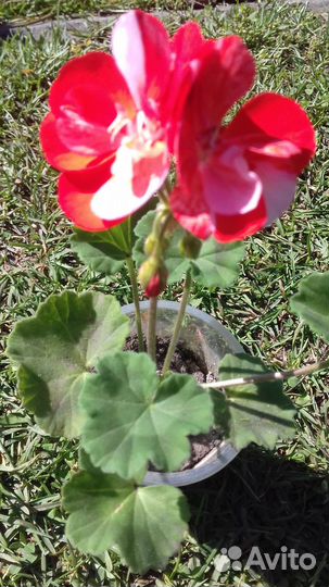 Пеларгония, колеусы, глоксиния, мурайя