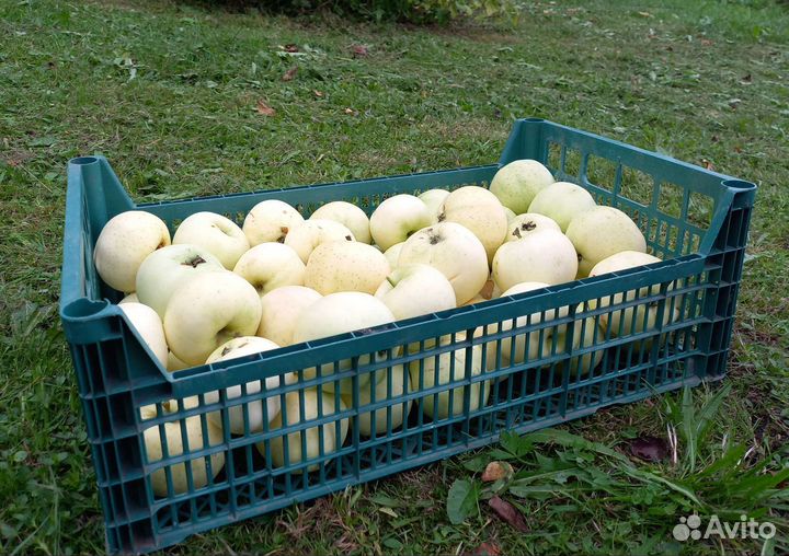 Яблоки садовые