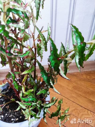 Бегония amphioxus