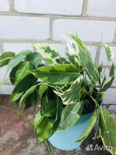 Фикус черенки