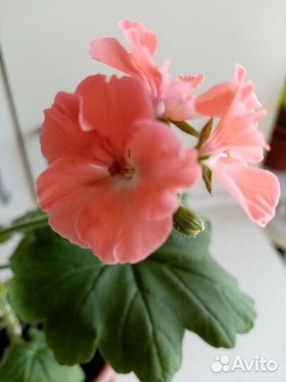 Пеларгония (герань)