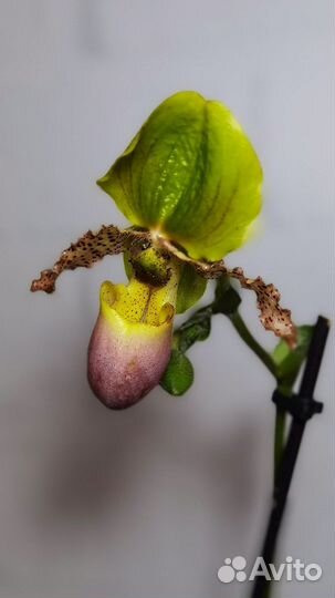 Орхидея Пиноккио, Пафиопедилум примулинум