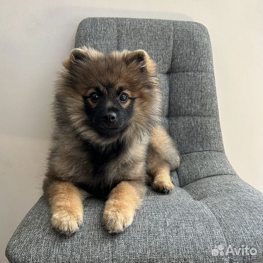 Померанский шпиц