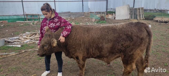 Бык Галловейской породы