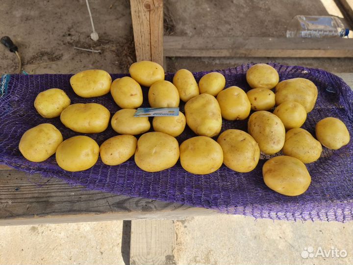 Картофель для мойки