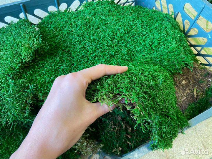 Мох стабилизированный пластовой пласт плоский