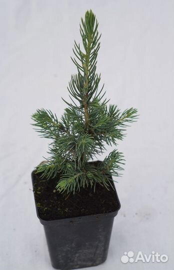 Саженцы ель голубая