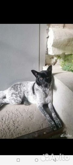 Собаки бесплатно