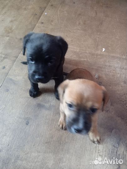 Щенята Стаффорд