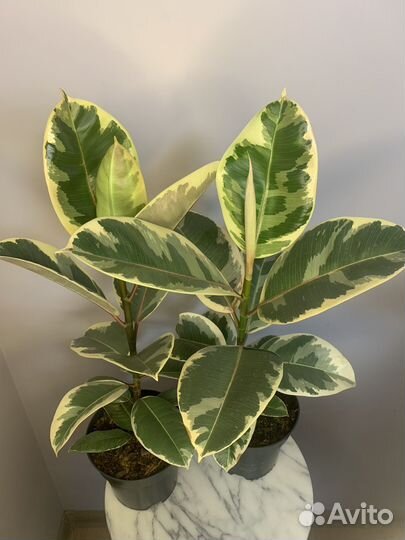 Фикус эластика Тенеке