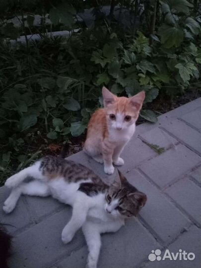 Котята