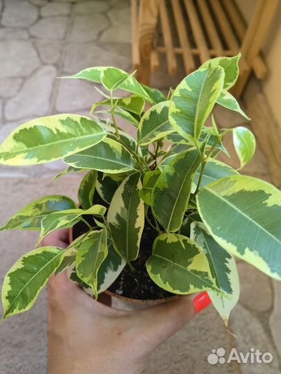 Фикус Бенджамина голден кинг