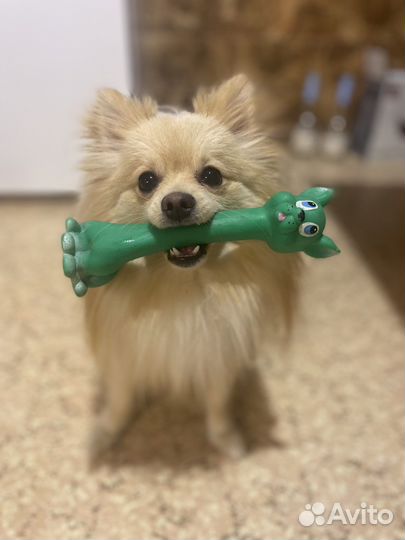 Мини шпиц вязка