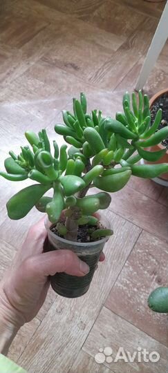 Плюмбаго,клеродендрон,аглоонема,крассула