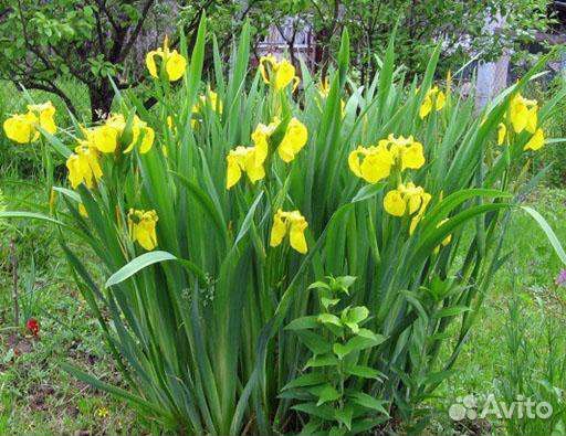 Ирис желтый