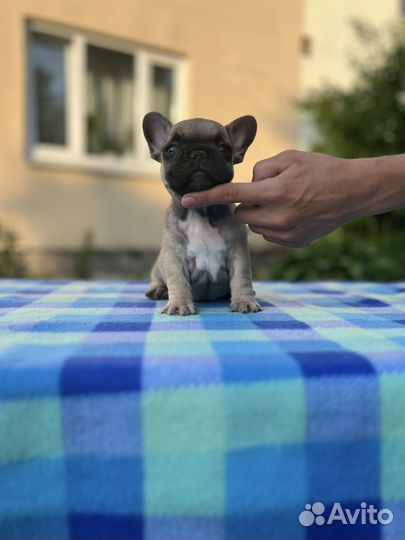 Французский бульдог