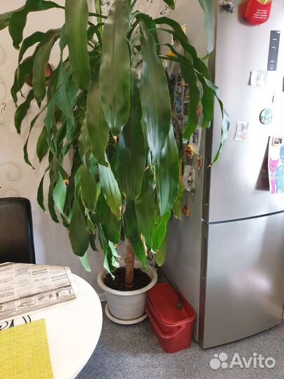 Драцена душистая