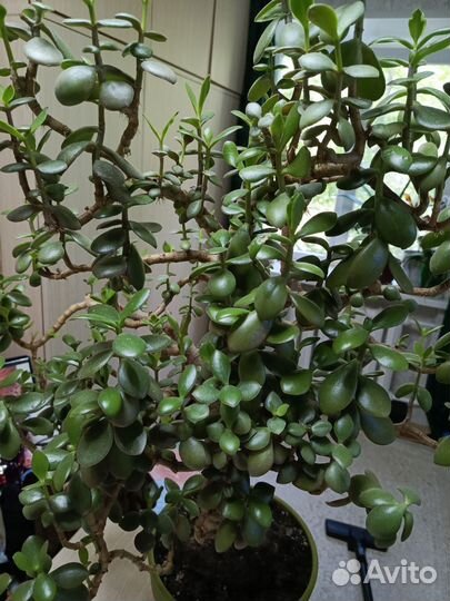 Крассула толстянка