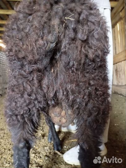 Овцы бараны ягнята