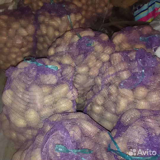 Продам картофель домашний