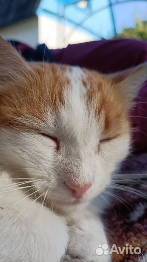 Кошка в дар