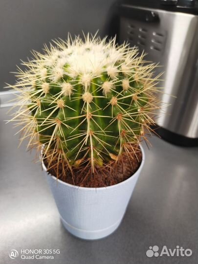 Большой кактус