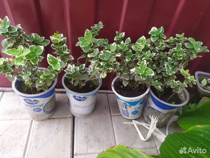 Вечнозелёный кустарник