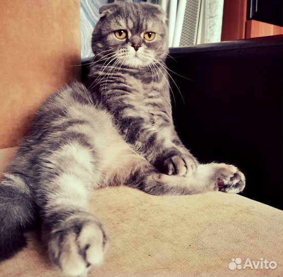 Британский вислоухий кот