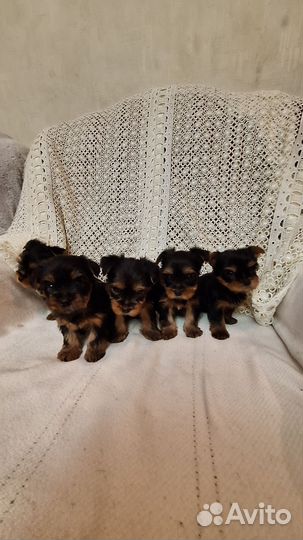 Йоркширский терьер мини беби фейс щенки