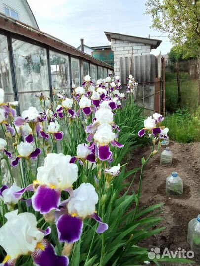 Сортовые ирисы