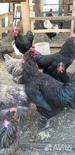 Джерсийский Гигант