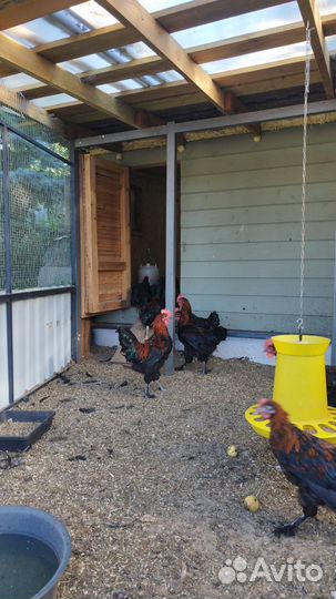 Цыплята Джерсийский гигант