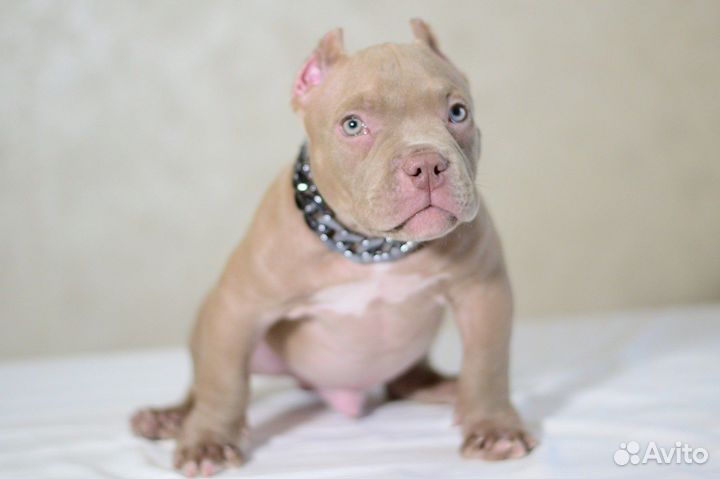 Американский булли экзот