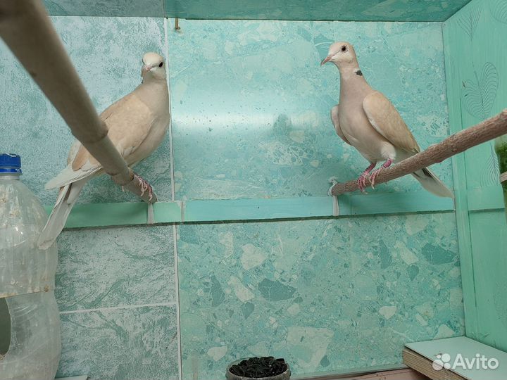 Три смеющихся горлицы редких окрасов