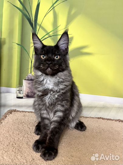 Котик мейн кун 4 мес