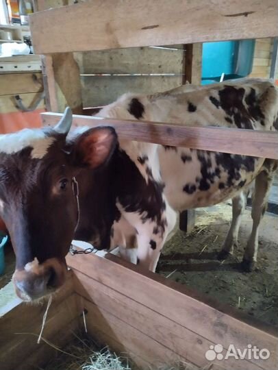 Телки айширские на племя