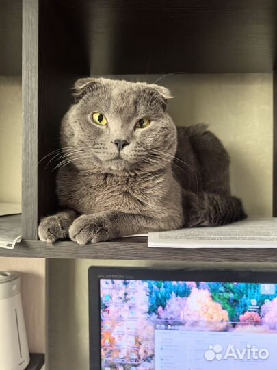 Вязка с шотландцем